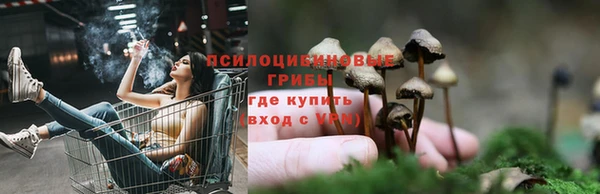 PSILOCYBIN Бородино