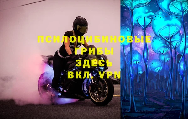 прущие грибы Богданович